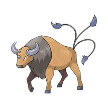 picture of a tauros